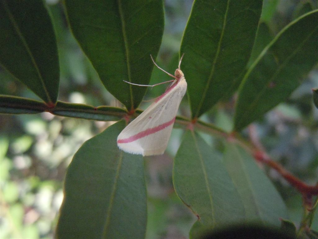 Rhodometra sacraria